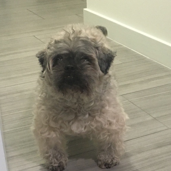 Meet your Posher, Raffy - Picture 1 of 1